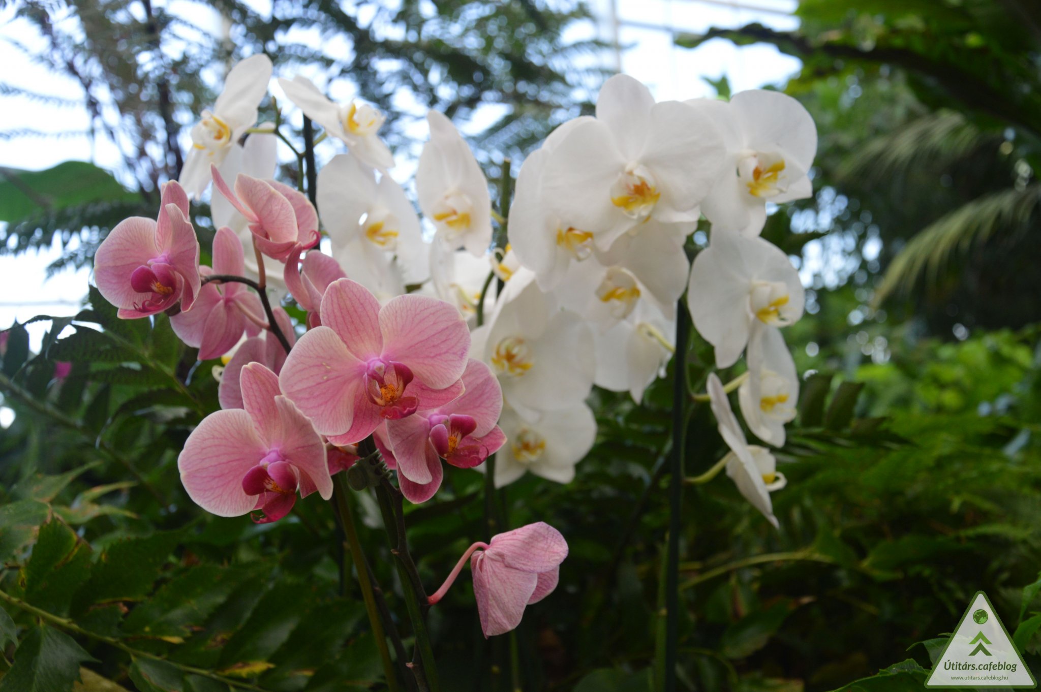 A legszebb orchideák nyílnak a határ menti faluban